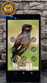Indian Myna Bird Call : Common Myna Call screenshot 1