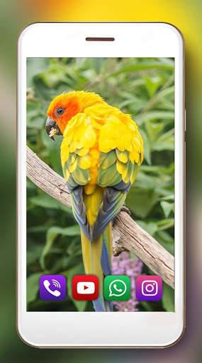 Tropic Parrot Live Wallpaper screenshot 5