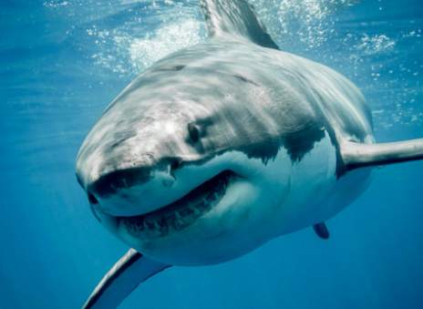 Shark Wallpaper Live screenshot 4