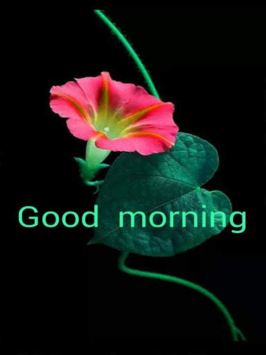 Good Morning Flowers Images GIF screenshot 3