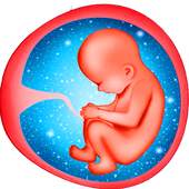 Pregnancy Week By Week - Tips 1.0.2
