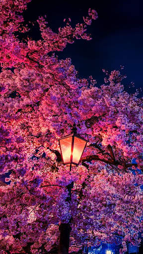 Beautiful Spring Wallpaper screenshot 10