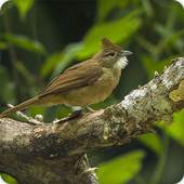 Ochraceous Bulbul Bird Call Sounds Ringtone 2.6.9