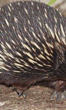 Echidna wallpapers screenshot 3