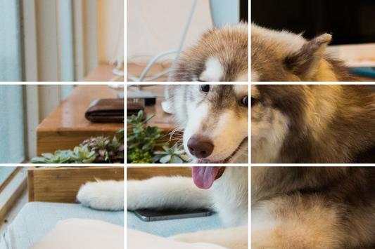Tile Puzzles - Slide Puzzles Dogs screenshot 2