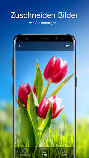 Hintergrundbilder mit Tulpe 4K screenshot 3