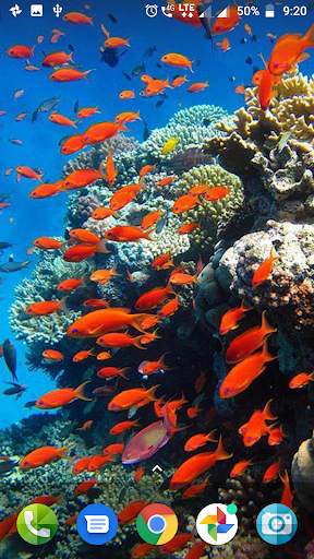 Coral Reef Hd Wallpaper screenshot 5