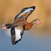 Duck Call icon