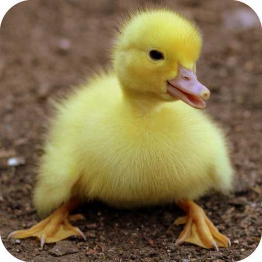 Duck Wallpaper icon