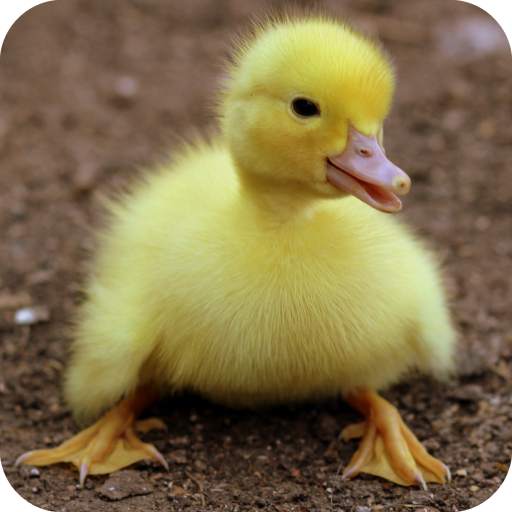 Duck Wallpaper 1.02