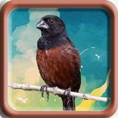 Towa Towa Bird 1.1