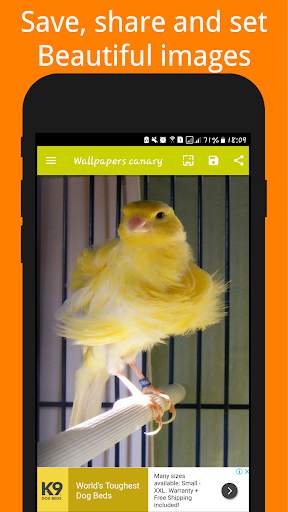 Canary Birds Wallpaper स्क्रीनशॉट 2