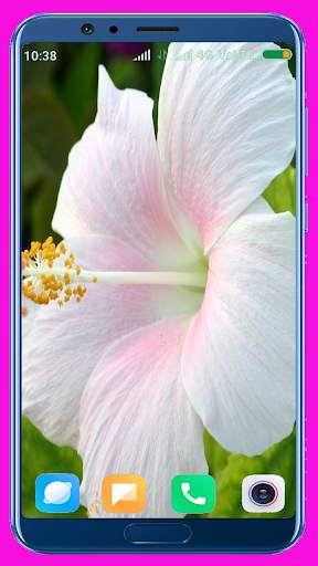 Hibiscus Flower Wallpaper Best 4K screenshot 9