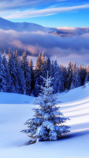 Tree Wallpaper screenshot 5