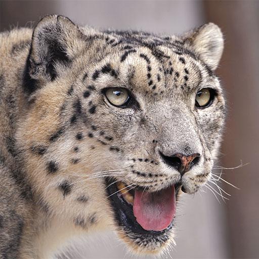 Snow Leopard Wallpapers icon