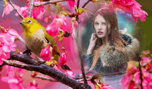 Birds Photo Frames स्क्रीनशॉट 1
