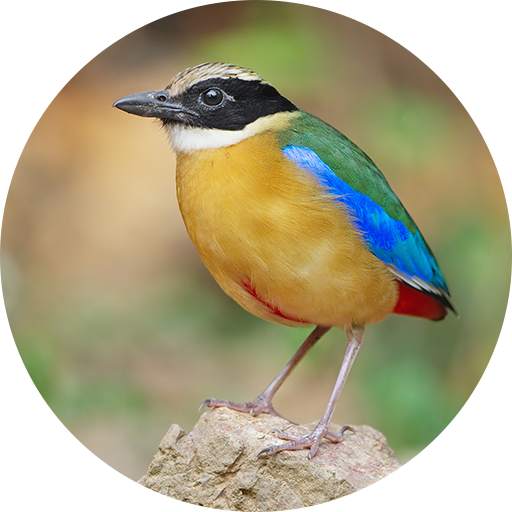 Pitta (genus) bird sound ringtones 1.5
