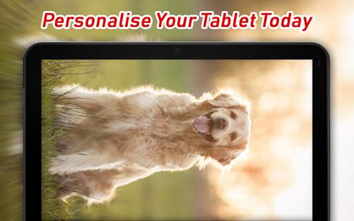 Golden Retriever Wallpaper screenshot 7