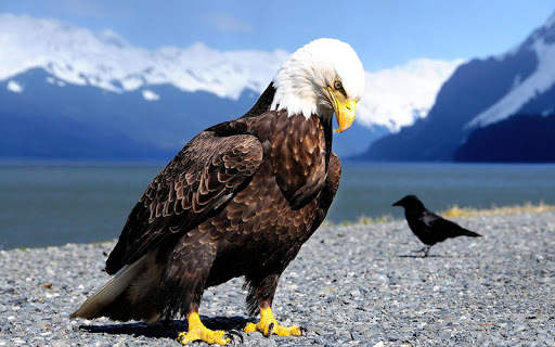 Bald Eagle Wallpaper screenshot 6