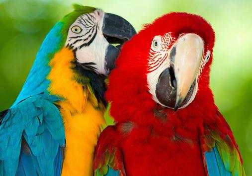 Birds Jigsaw Puzzle World screenshot 3