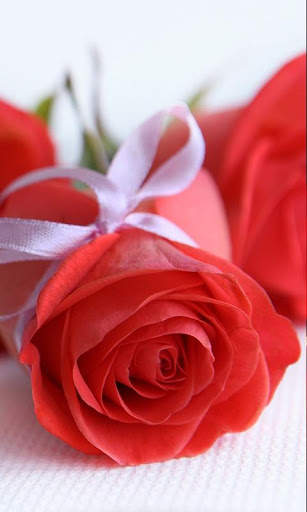 Red Rose Live Wallpaper screenshot 3