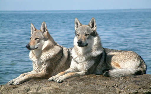 Wolf Live Wallpaper (Wallpapers & Backgrounds) screenshot 10