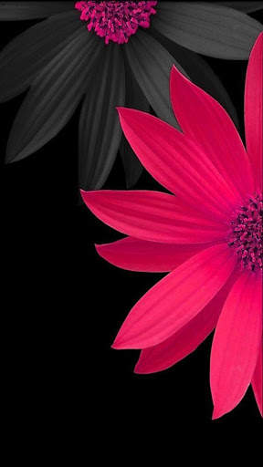 Flowers HD Wallpapers, Colorful live Roses 4K screenshot 2