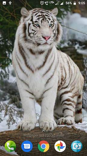 White Tiger Wallpaper Hd screenshot 3