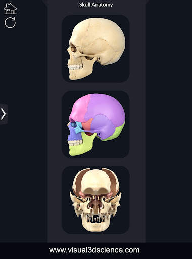 My Skull Anatomy screenshot 10
