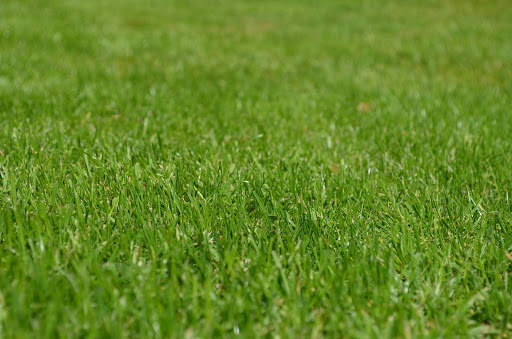 Grass Photo Frames screenshot 6
