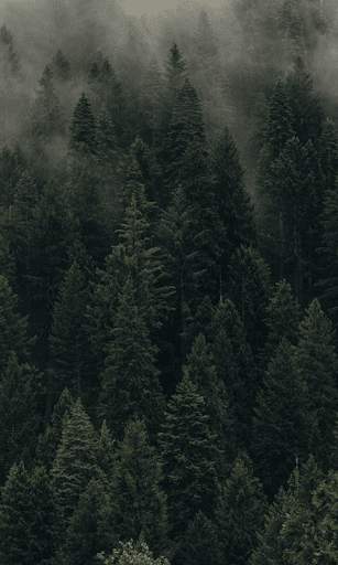 Jungle HD Wallpaper Background скриншот 1
