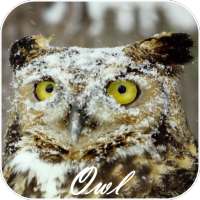 Owl Video Live Wallpaper on 9Apps
