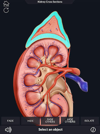 My Urinary System screenshot 4