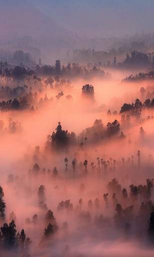 Forest Live Wallpaper screenshot 3