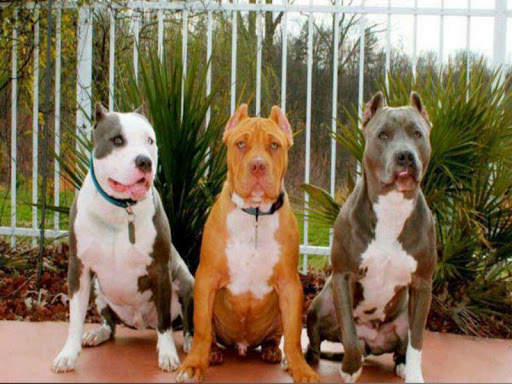 Pitbull Images 6 تصوير الشاشة