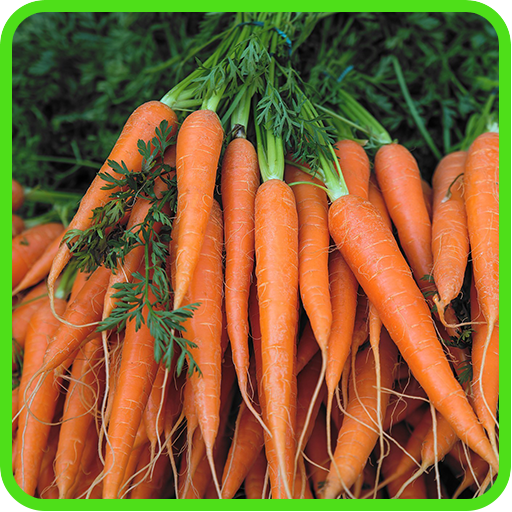 Carrot Recipes: Carrot soup, Carrot salad icon