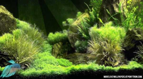 Betta Fish Live Wallpaper screenshot 1