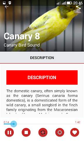 Canary Birds Master скриншот 3