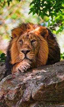 Tigers and Lions screenshot 2