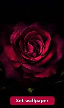 Red Rose Image And Wallpaper screenshot 1