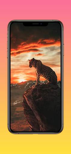 Lion Wallpapers, Cheetah Wallpapers & Panther Wall screenshot 1