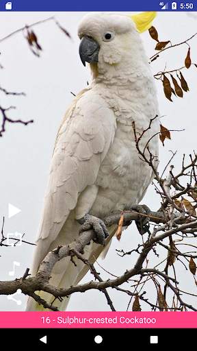 Bird Sounds स्क्रीनशॉट 1