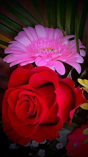 Flowers HD Wallpapers, Colorful live Roses 4K screenshot 3
