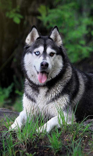 Husky Live Wallpaper screenshot 5