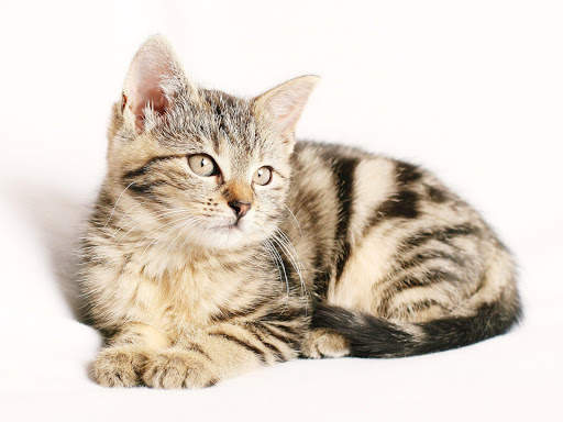 Cat HD Wallpaper 😻😻 screenshot 8