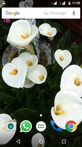 Calla Lilly Wallpapers HD 4 تصوير الشاشة