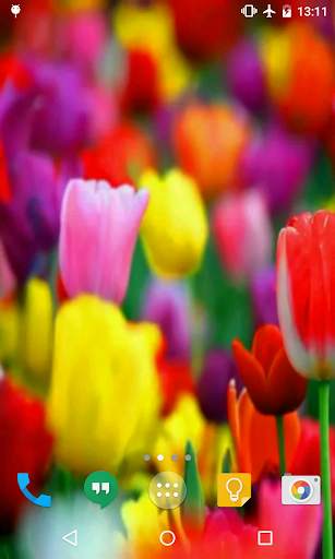 Tulips Live Wallpaper screenshot 2