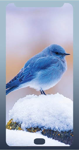 Bird wallpaper HD 2020 screenshot 3