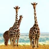 Puzzle Animals Free Jigsaw Game 1.0