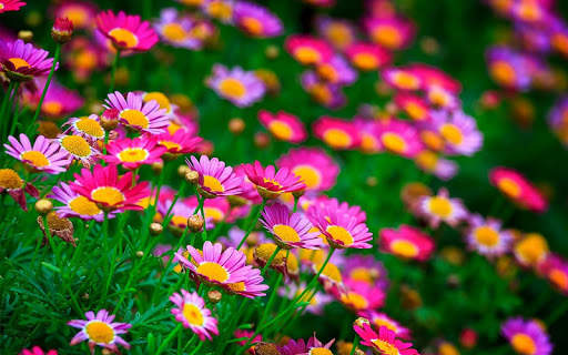 Flowers Live Wallpaper screenshot 13